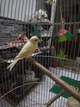 Burung Kenari Betina Lokal