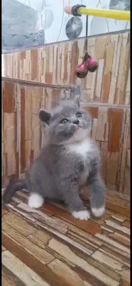 Kucing bsh bicolor lucu