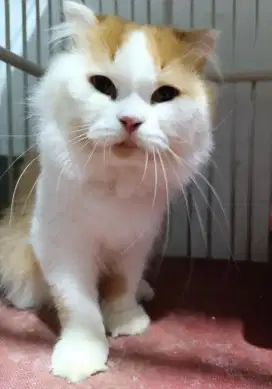 Lepas Adopsi kucing Scottish jantan