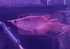 Arowana sr short king