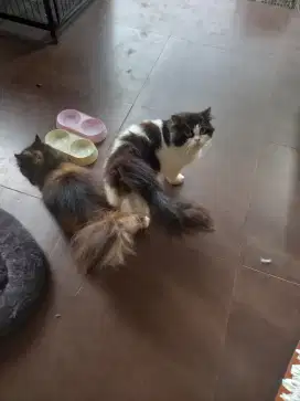 Kucing Persia Betina dan Jantan