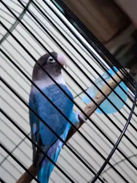 Burung love bird 200
