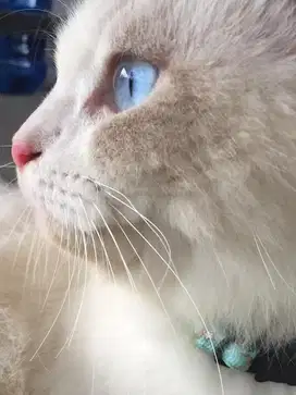 Persia himalaya x mainecoon