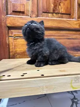Kitten BSH Munchkin