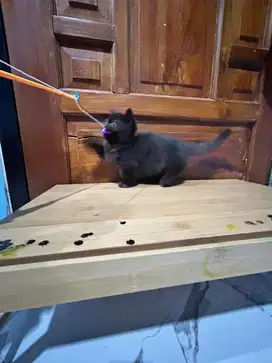 Kitten BSH Munchkin