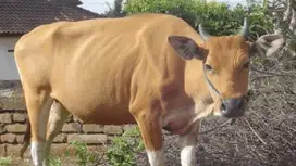 Hewan Qurban (Sapi Bali berkualitas)