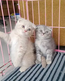 KUCING SCOTTISH FOLD