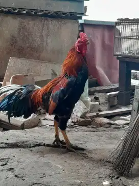 Ayam bangkok,gede,sehat,siapa tau ada yg minat dan suka