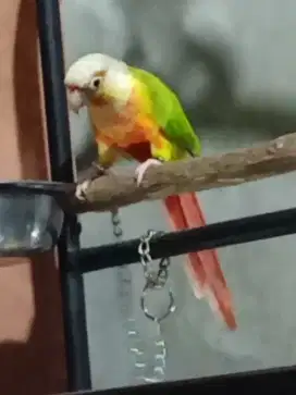 Sun conure  usia 7bulan