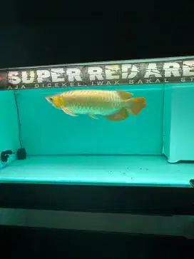 Awarna super red 45cm up