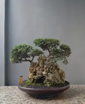 Bonsai ulmus mikro on the rock antik