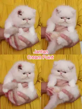 Kitten peaknose jantan cream point line ped