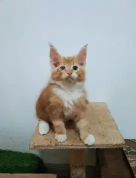 Kucing maincoon jantan orange pure