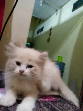 Kucing anggora jantan