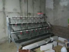 Kandang ayam petelur kapasitas 100 ekor