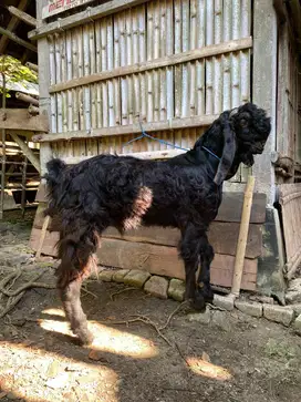 Kambing Etawa Siap Kurban