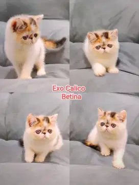 Kitten peaknose exotic Calico betina