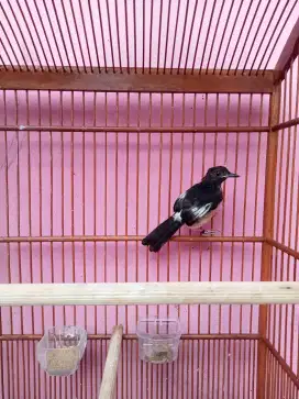 BURUNG MURAI SPLIT PANDA