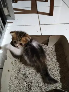 Kitten Scottish fold