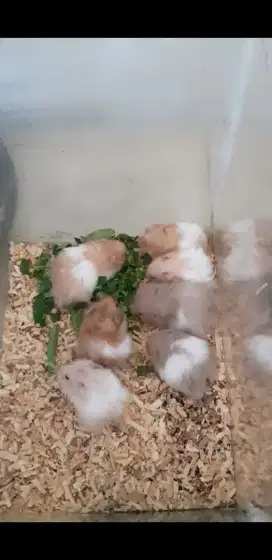 Dijual hamster syirian long hair dan short hair lucu lincah sehat