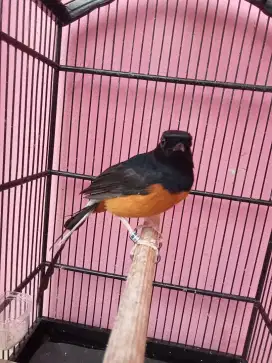 BURUNG MURAI SPLIT PANDA