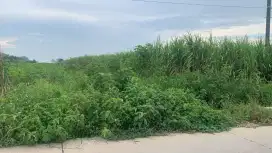 Tanah Murah Mojokerto , Tanah luas Mojokerto , Tanah produktif