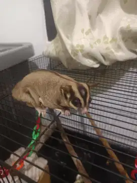 Sugar Glider 8 Bulan