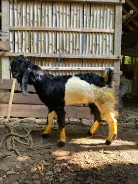 Kambing Etawa Siap Kurban