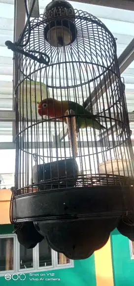 Lovebird paketan (burung+kandang)