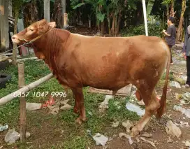 SAPI QURBAN & KAMBING / DOMBA QU