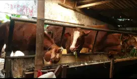 SAPI QURBAN & KAMBING / DOMBA QU