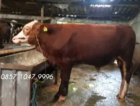 SAPI QURBAN & KAMBING / DOMBA QU