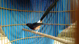 Murai Ekor Panjang Siap Lomba