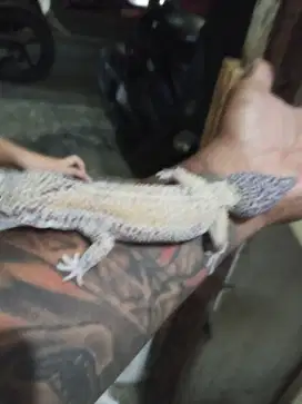 Giant leopard geco