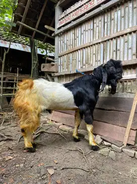 Kambing Etawa Siap Kurban