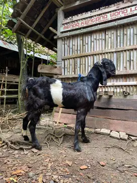 Kambing Etawa Kendit