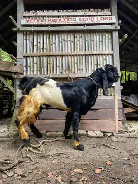 Jual Kambing Etawa Siap Kurban