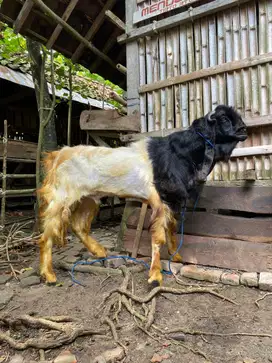 Jual Kambing Etawa Siap Kurban