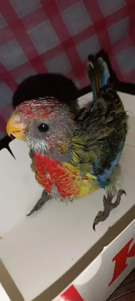 Anakan Rosella no minus