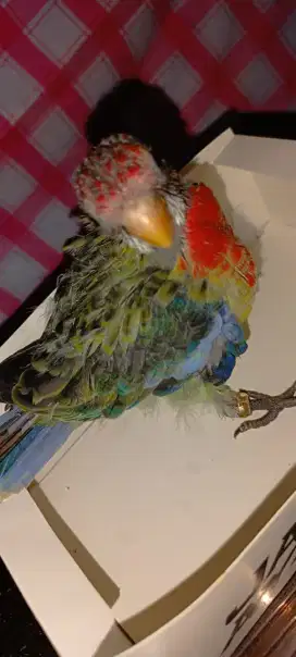 Anakan Rosella mantul