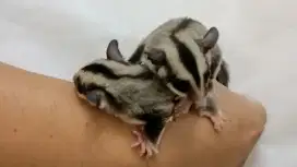 FLASH SALE DIJUAL MURAH SUGAR GLIDER Classic Grey