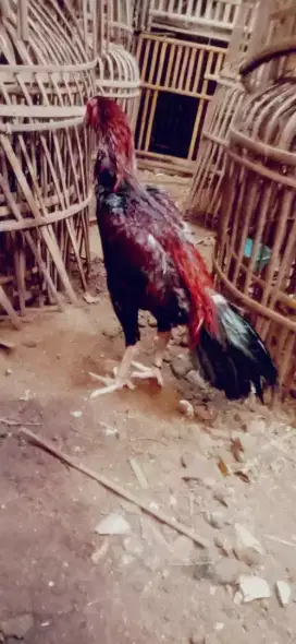 Ayam shamo buku kelas jos tinggi besar usia 4-5 bulan tinggi besar