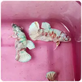 Ikan Cupang Plakat Female Barongsai