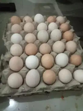 Telur ayam kampung