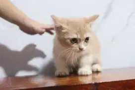 Kitten Munchkin Jantan