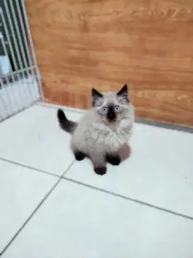KUCING HIMALAYA BETINA