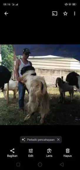 Jual hewan qurban