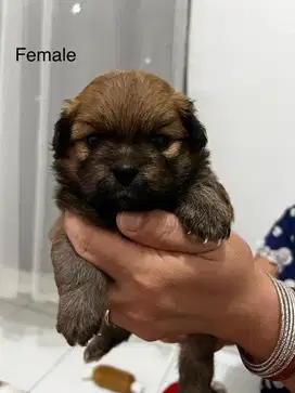 For adopt puppies shihtzu mix minipom