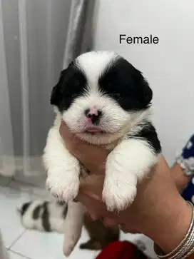 For adopt puppies shihtzu mix minipom