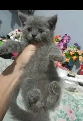 Kucing kitten mix British Abu solid